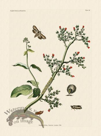 Wilkes Butterflies 099